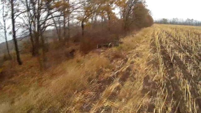 Натаска легавой - Как поставить легавую по новой дичи - Ставлю дратхаара по вальдшнепу смотреть онлайн