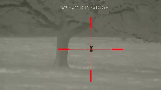 Humid and Windy Night Coyote Calling смотреть онлайн