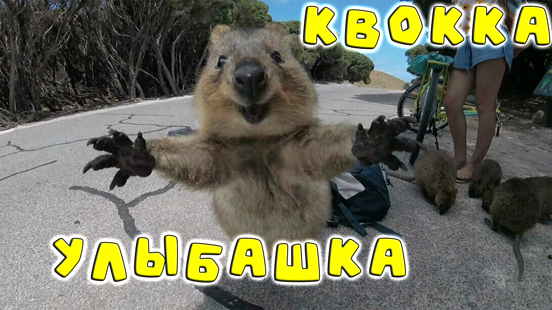 Забавная улыбашка - КВОККА / Full Video #recommended #funnyvideo #funny_animals #interesting