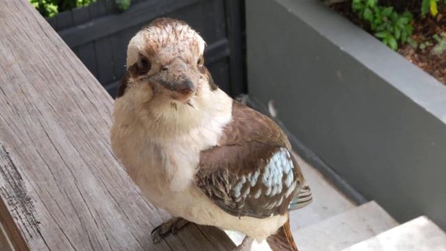 Our wild kookaburra brings her friend around to visit, keeps coming over to chat смотреть онлайн
