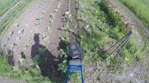 Прополка капусты / ЛопЛош / Мотокультиватор