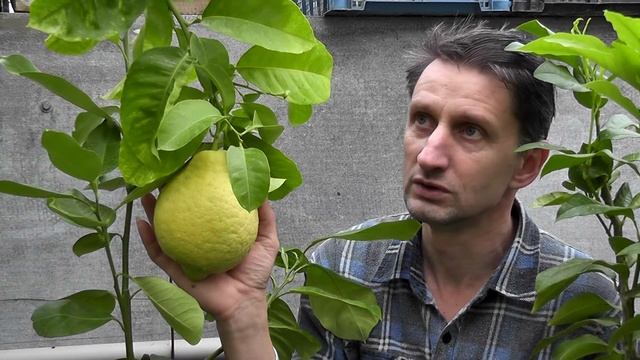 Лимон С. Limon 