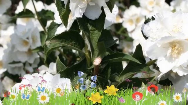 Чубушник (жасмин садовый) обыкновенный Лемуана Алабастр ? Посадка. саженцы чубушника (жасмина) смотреть онлайн