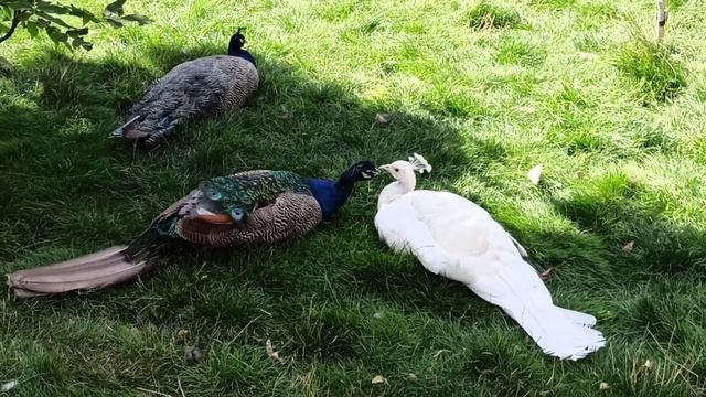 БЕЛЫЙ и СИНИЙ ПАВЛИНЫ (красивые птицы, видео, белый павлин не павлин альбинос, внимание)