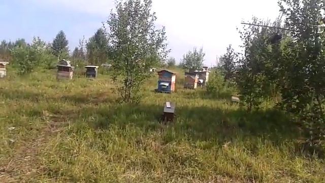 качаем мед в тайге смотреть онлайн