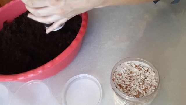 КАК ПОСАДИТЬ КУКУРУЗУ | СЕЕМ КУКУРУЗУ ИЗ ПОПКОРНА | ПОСЕВ КУКУРУЗЫ | СОЧНАЯ КУКУРУЗА | ТОП КУКУРУЗЫ