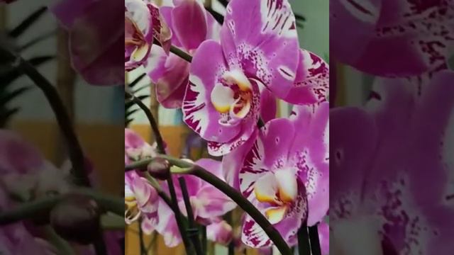 Tienes que ver estas orquídeas!!! Visita a los viveros Murcia. 2 parte смотреть онлайн