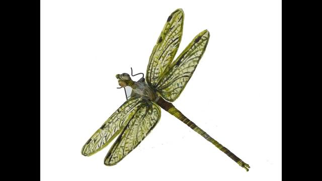 Full Screen HD FLASHCARD INSECTS GLENN DOMAN смотреть онлайн