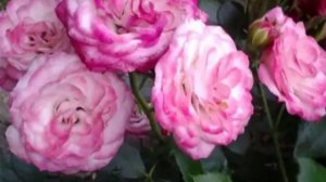 Роза Пат де Велюр