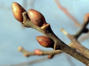 Обработка сада до распускания почек.