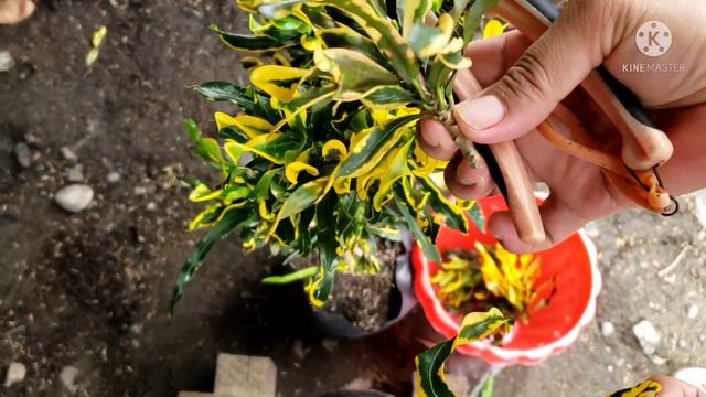 How to Propagate Croton ICU method @Mrs Quality time смотреть онлайн