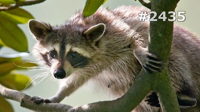 #2435. Еноты (В мире животных) смотреть онлайн