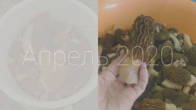 Сморчки 2020 смотреть онлайн