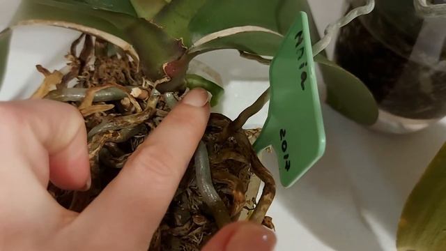 🥀 Что вообще происходит???? 🥀 Куда растут цветоносы 🥀 смотреть онлайн