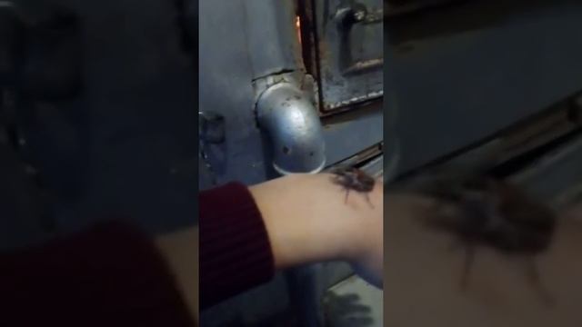 ШОК АНОМАЛИЯ МАЙСКИЙ ЖУК ПРИЛЕТЕЛ ЗИМОЙ В ОКНО В ДОМ смотреть онлайн