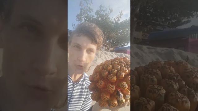 Морской фрукт панданус смотреть онлайн