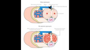 ПОМПА ДЛЯ УВЕЛИЧЕНИЯ НЕ РАБОТАЕТ