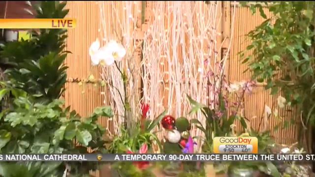 Exotic Christmas Plants смотреть онлайн