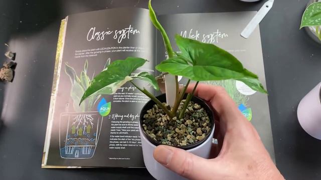 HOW TO USE LECHUZA PON - Potting Plants In Pon