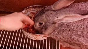 Чем кормить крольчиху после окрола