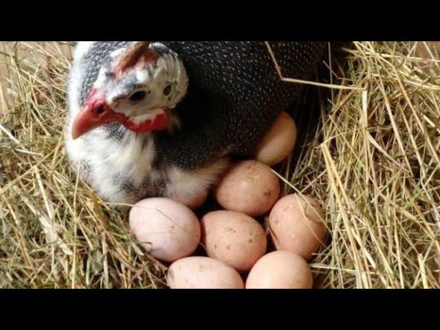 Яйцо цесарок какое оно смотреть онлайн