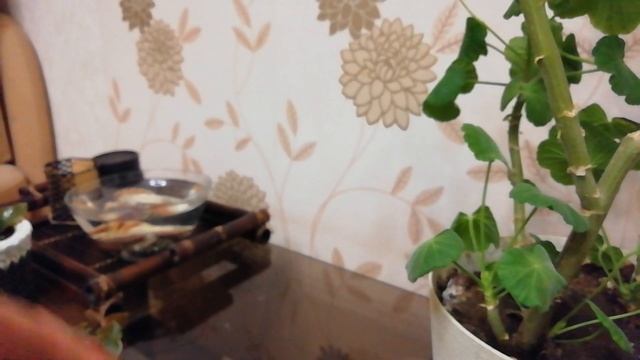 Черенкование, формирование, размножение бегонии, грани и толстянки. смотреть онлайн