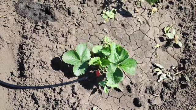 Капельный полив клубники