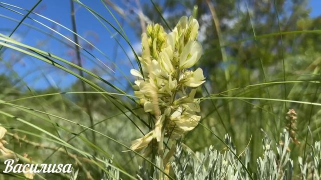 12 июня народный праздник Исаакий Змеевик. Что нельзя делать. Народные традиции и приметы и суевери смотреть онлайн