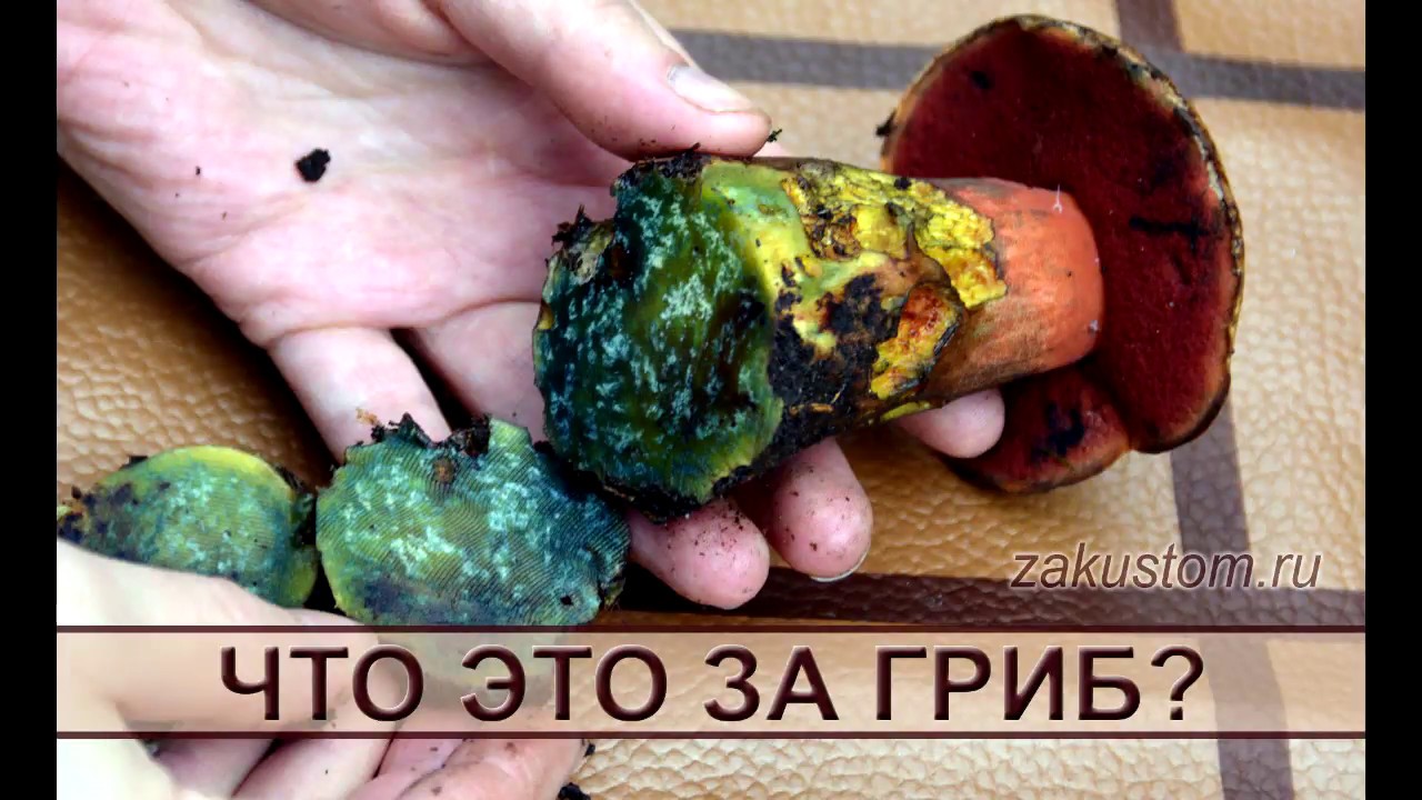 Что это за гриб? Съедобный дубовик или ядовитый сатанинский гриб? смотреть онлайн