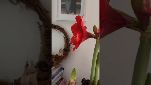 Amaryllis “Red Lion” In Bloom! ❤️?❄️