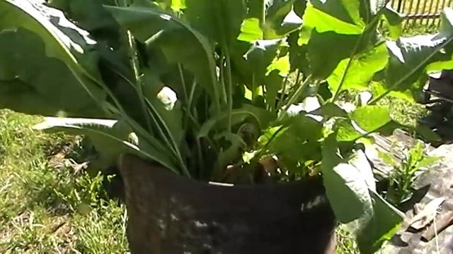 Цирковые Шоу с Трюками и Фокусами