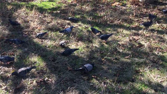 Городские мотивы: "Завтрак на траве"/ Urbans motifs: "A breakfast on the grass" смотреть онлайн