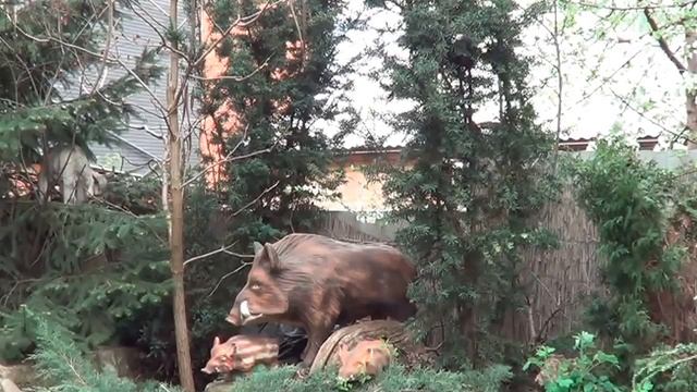 Тисс. Тисс Ягодный. Тисс Канадский. Неприхотливые Хвойники Для Живой Изгороди