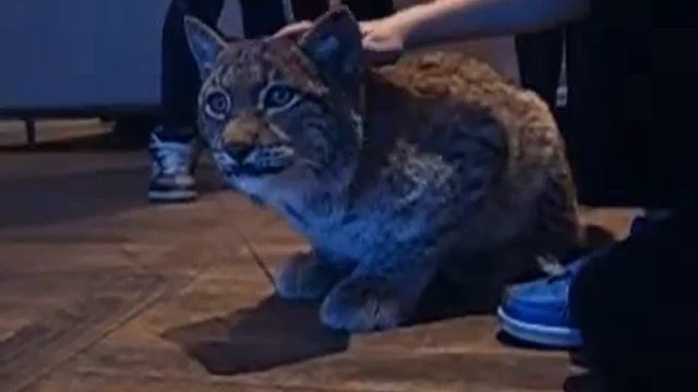 Рысь в Москве 8(916)702-11-08 смотреть онлайн