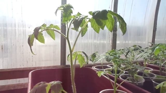 ОЧЕНЬ ВАЖНЫЕ МЕЛОЧИ ДЛЯ ПОЛУЧЕНИЯ КАЧЕСТВЕННОЙ РАССАДЫ смотреть онлайн