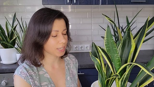 Сансевиерия. Как омолодить сансевиерию/омоложение сансевиерии.  Причины вытягивания ствола