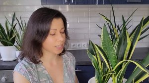 Сансевиерия. Как омолодить сансевиерию/омоложение сансевиерии.  Причины вытягивания ствола