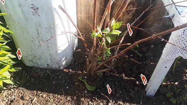 Потери в саду, сезон 2019 года! Грустно, но красоты и радости гораздо больше! Сами увидете! смотреть онлайн