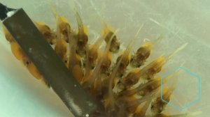 Инкубация икры АНЦИСТРУСА  Развитие икры  до малька за 9 дней