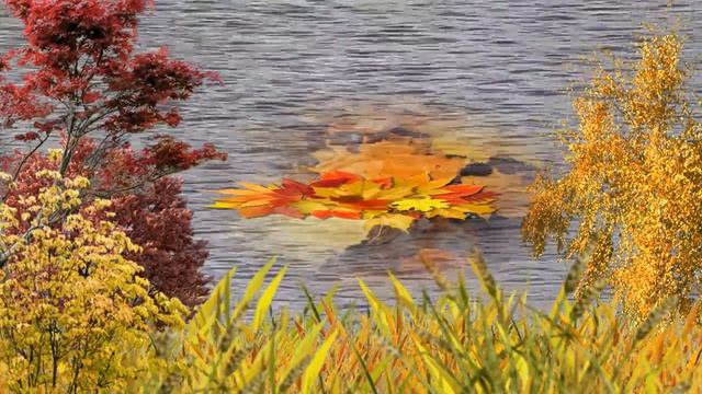 ? ОСЕНЬ КЛЕНОВЫЕ ЛИСТЬЯ НА ВОДЕ ? Футаж? смотреть онлайн