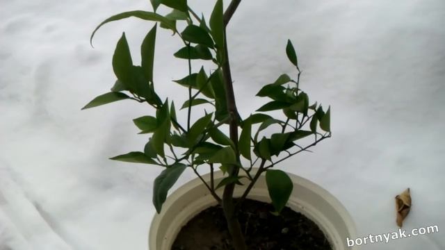 Стимуляция плодоношения апельсина Тароко нуцеляре морозом - 1. смотреть онлайн