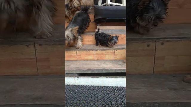 йоркширский т первые ступени смотреть онлайн