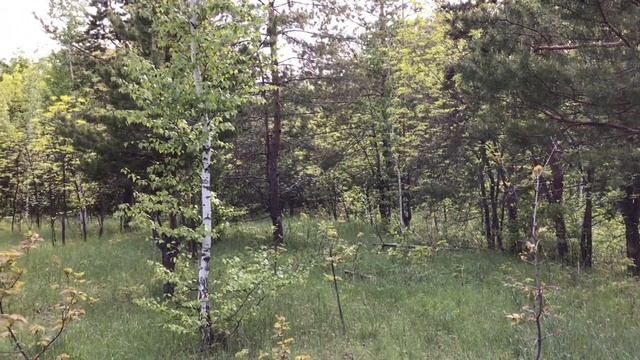 Nature and Guitar Гитара Природа Птицы смотреть онлайн