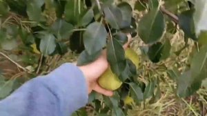 груша Видная или Бугристая