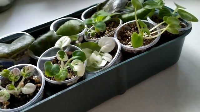 Как лучше пополнить коллекцию фиалок? смотреть онлайн