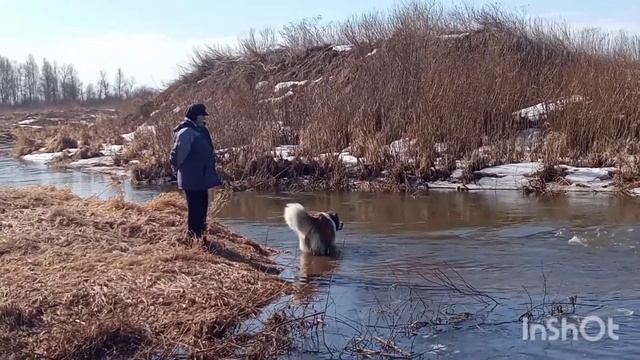 Московская сторожевая (весенняя прогулка, природа оживает) смотреть онлайн