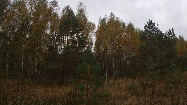 За маслятами 6 октября 2022г. в Смоленские леса!!! смотреть онлайн