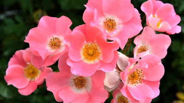 Самая лучшая музыка для сна онлайн смотреть онлайн