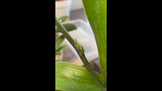 # 11 День 9. Азиатские орхидеи подростки из интернет магазина ОРХОРАЙ. Полное восстановление