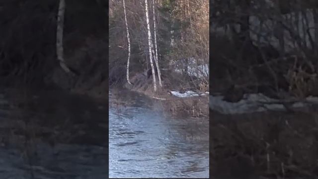 Медведь на реке Молмыс Пермский край. смотреть онлайн